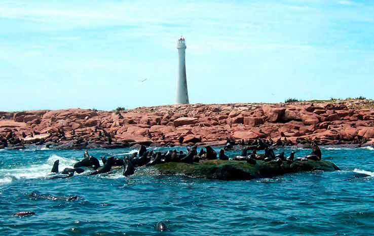 Viagem para o Uruguai: Isla de Lobos abriga fauna de leões marinhos e um dos maiores faróis do mundo.