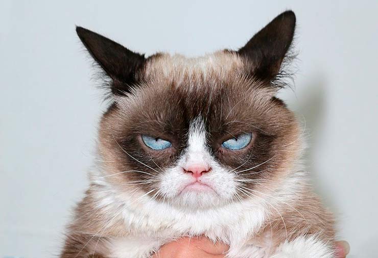 Você sabe qual é o animal mais letal? (dica: não é o gato)