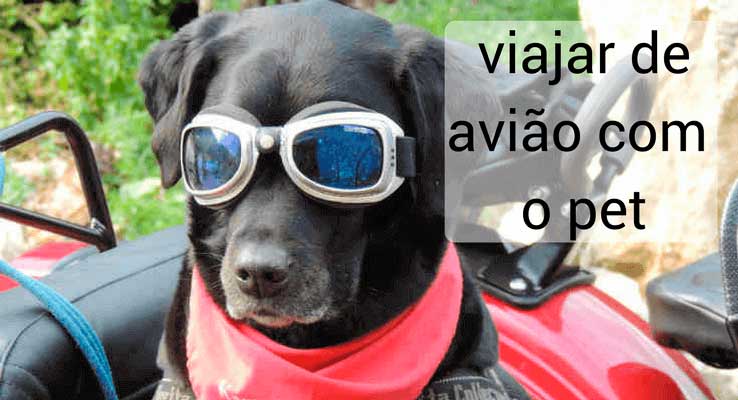 viajar de avião com cachorro