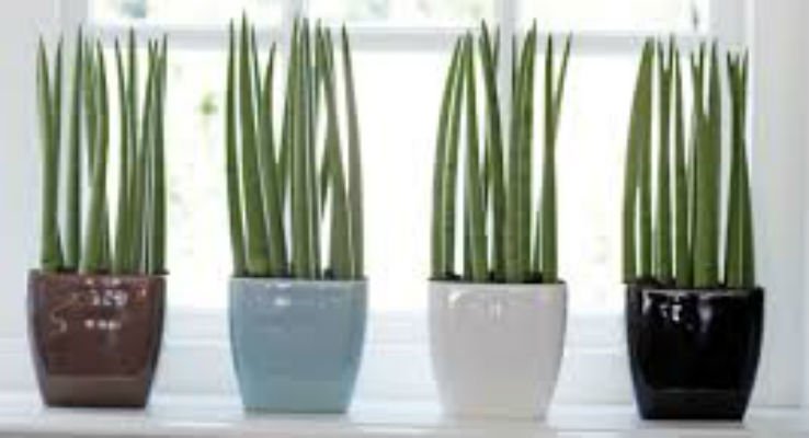 plantas-faceis-de-cuidar
