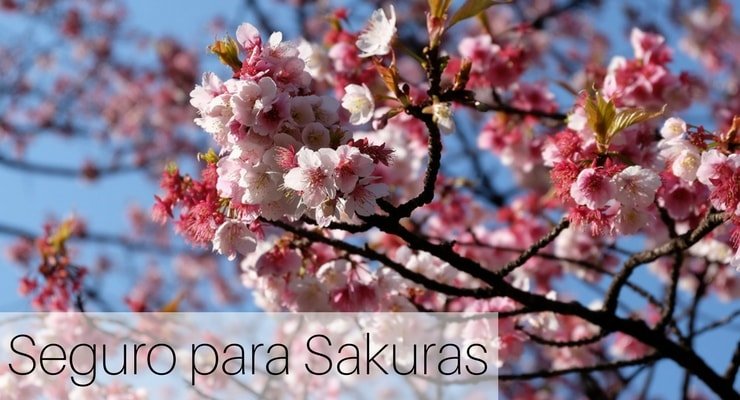 Seguro para Sakuras