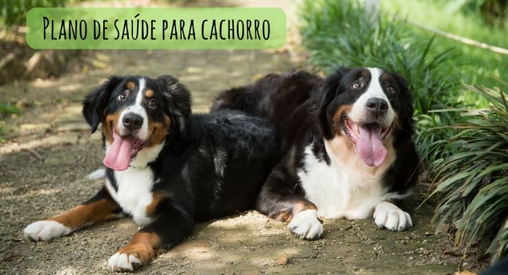 Conheça o plano de saúde para cachorro