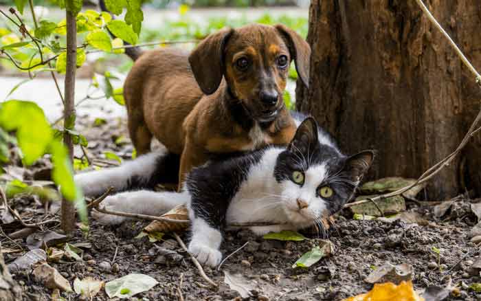 Imagem de animais na floresta para ilustrar o post sobre animais na via: como agir