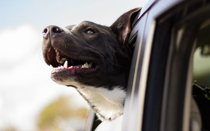 Imagem de cachorro na janela do carro para ilustrar texto sobre cinto de segurança para cachorro